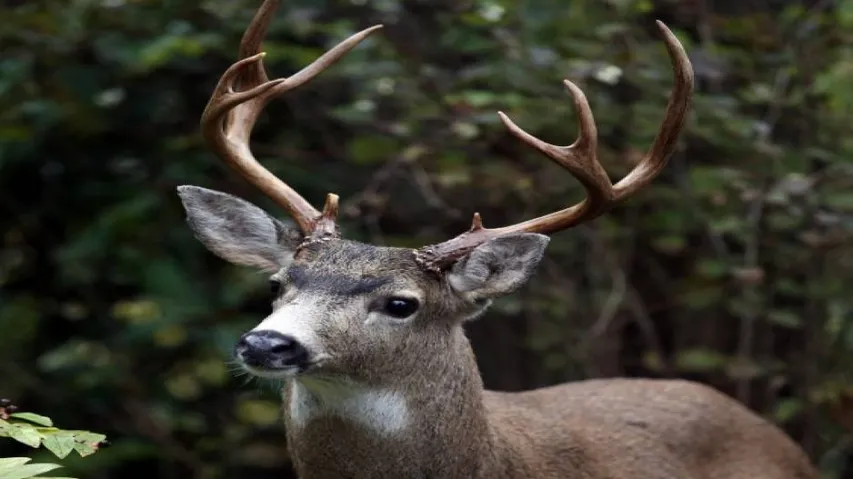Man arrested with 13 kg of venison