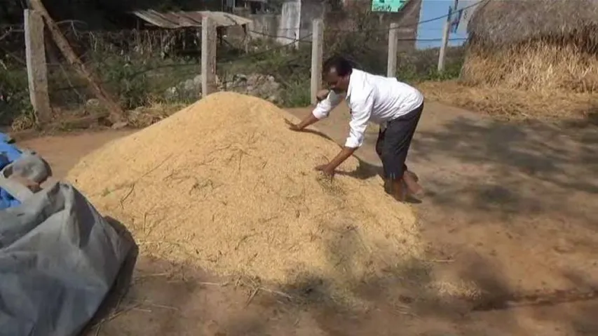Paddy Procurement Hit Over Delay In Issuance Of Tokens In Odisha's Rayagada