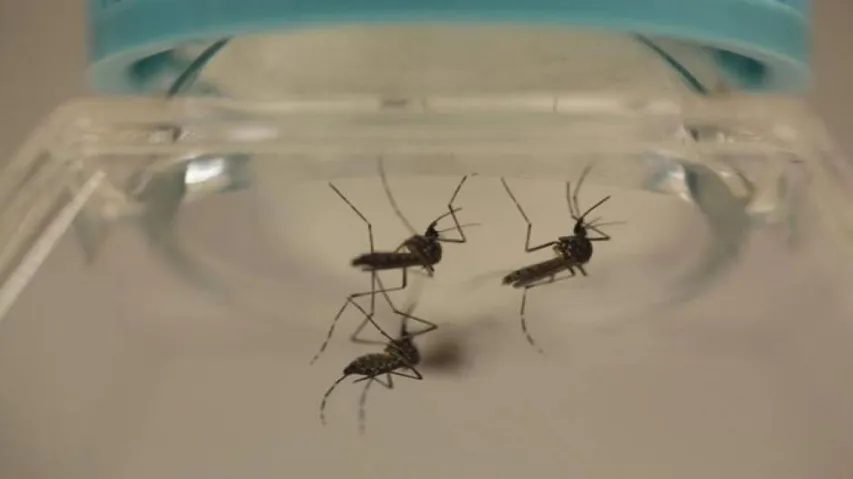 Researchers develop climate-based dengue forecasting model