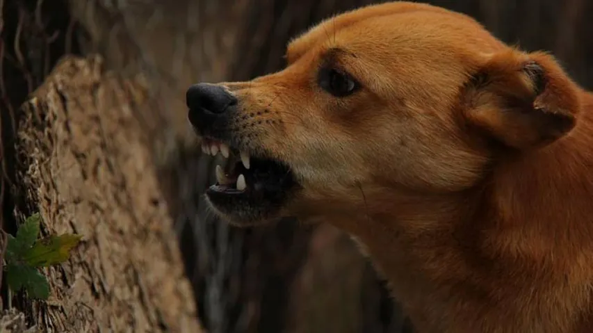 Nagaland Finally Bans Dog Meat Trade, Consumption