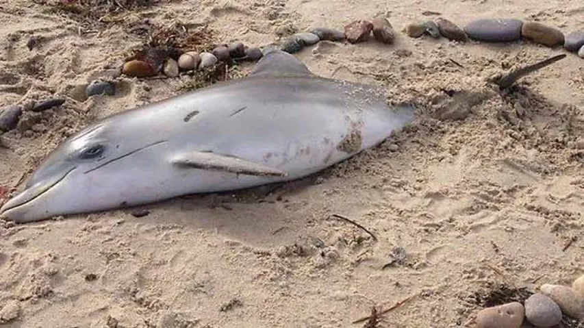 Dolphin carcass found near sea beach in Ganjam
