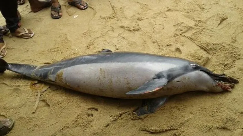 Dolphin carcass found on Puri beach