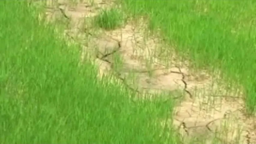 Drought scare: 11 districts affected due to scanty rainfall