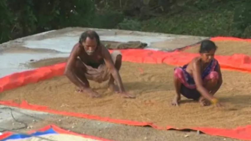 Govt Estimates Kharif Crop Output At 140.57 MT In 2019-20