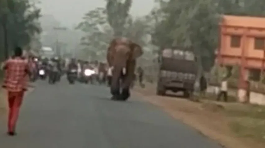 3 including a minor killed in elephant attacks across Odisha