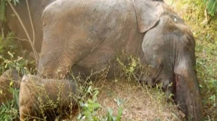 Elephant calf dies of anthrax