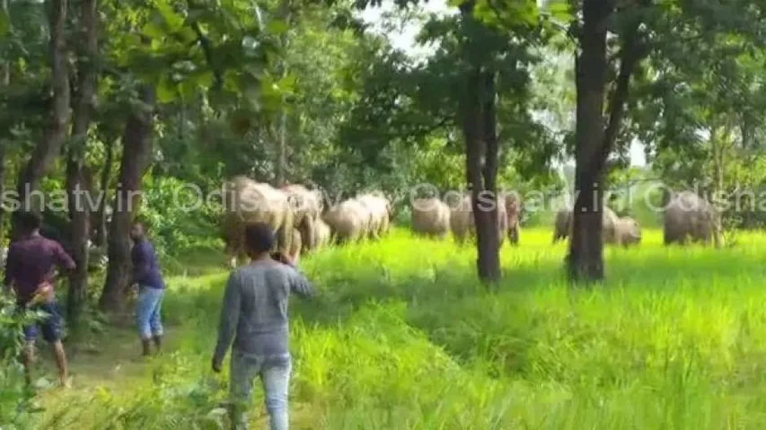 Jumbos wreak havoc in Keonjhar, Dhenkanal