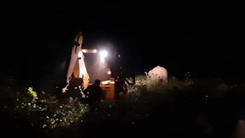 Elephant Attack Deaths In Odisha: Tusker Captured After 10 Days By Forest Officials