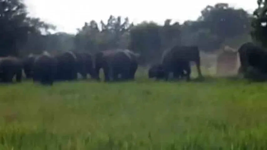 Jumbo menace: Padampur farmers continue to suffer