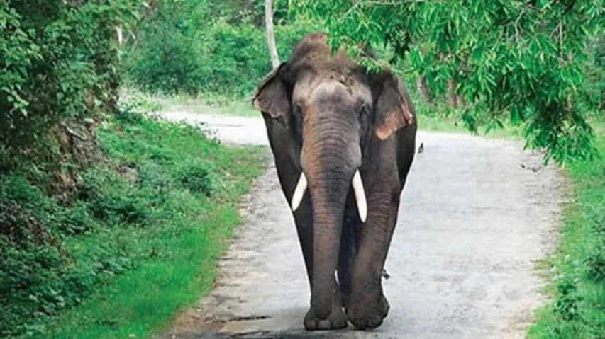 Odisha: Rampaging Jumbo Kills Woman And Son In Sambalpur, Husband Critical