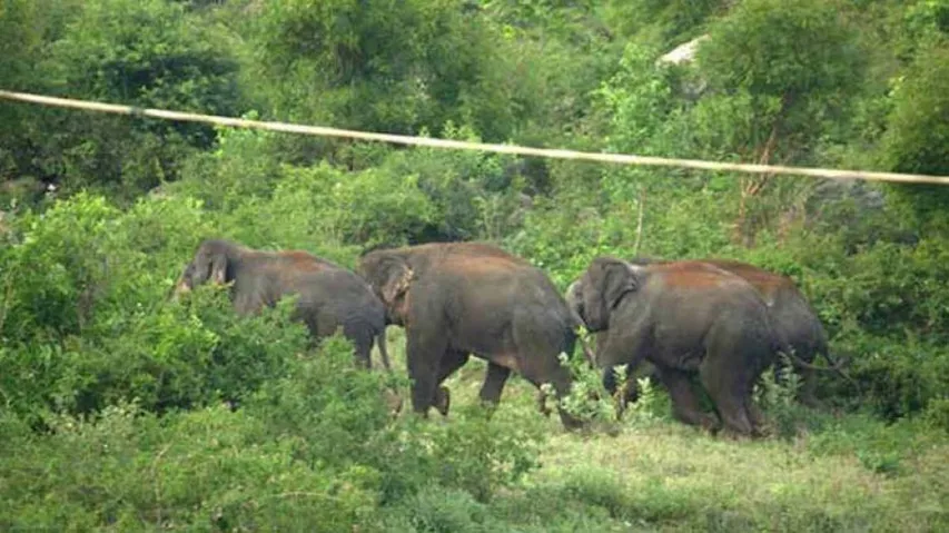 Death of 7 elephants: 6 officials suspended, 1 dismissed