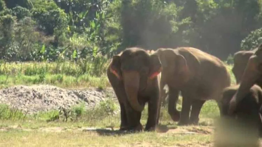 Odisha Plans Sanctuary To Protect Elephants