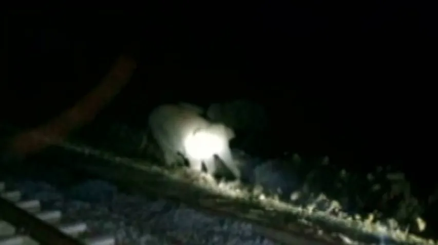 Elephant calf dies after falling into trench dug by Railways in Sundergarh