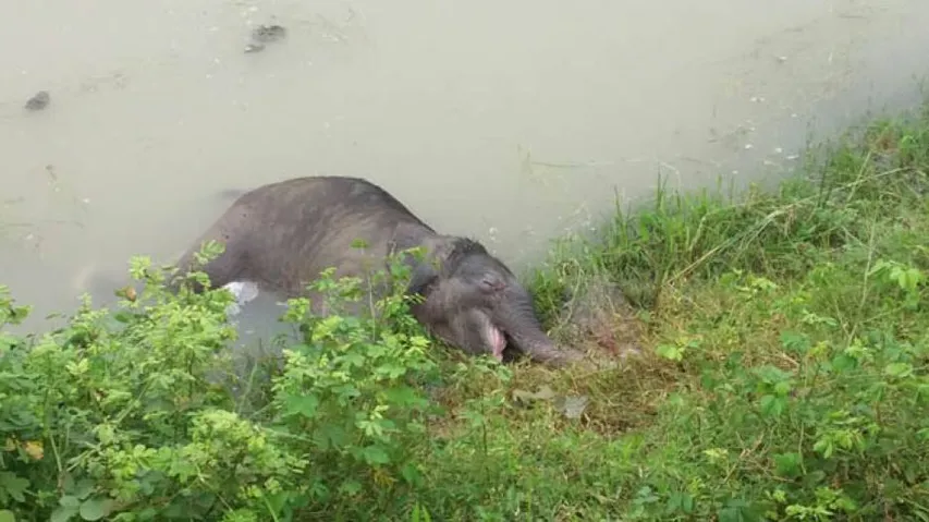 Elephant calf carcass found in pond