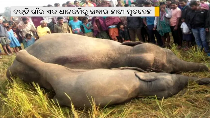Elephant, calf found dead in paddy field