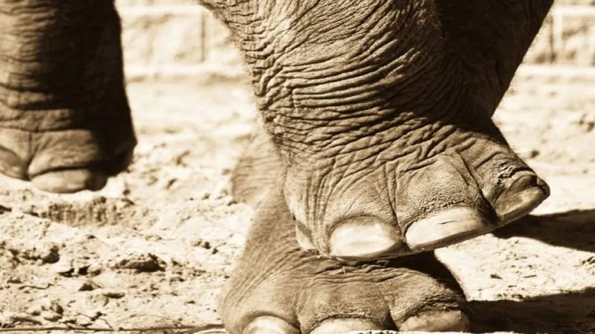 Man-animal conflict: Elephant tramples youth to death