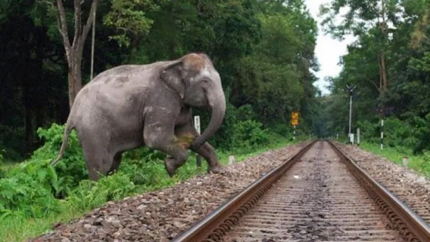 Elephant Crossing Railway Track