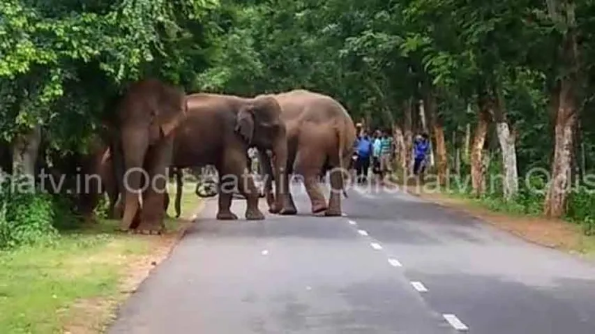 Odisha to replicate ‘Plan Bee’ to keep elephants off railway tracks