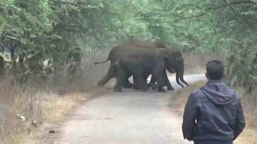 Unabated man-animal conflicts turning Odisha into a graveyard of elephants
