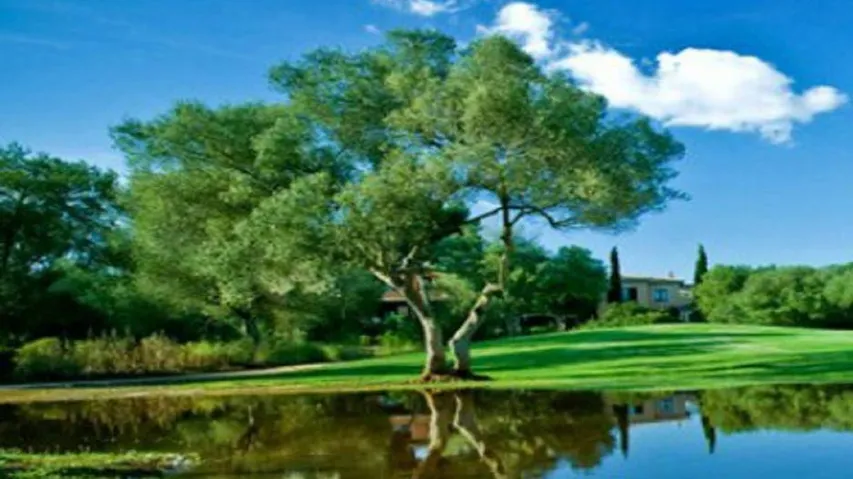 Positive Impact Of 2020: Environment Bounced Back To Its Glory In The Year Of Pandemic