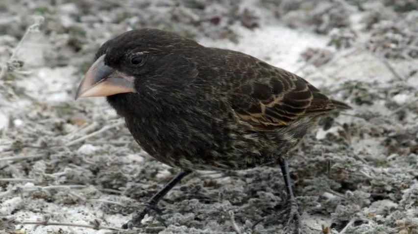 New species can develop in just two generations: Study