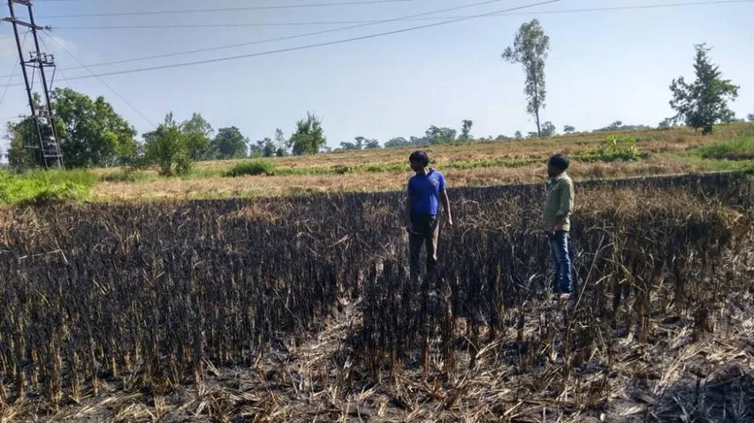 Pest attack: Another farmer commits suicide in Bolangir