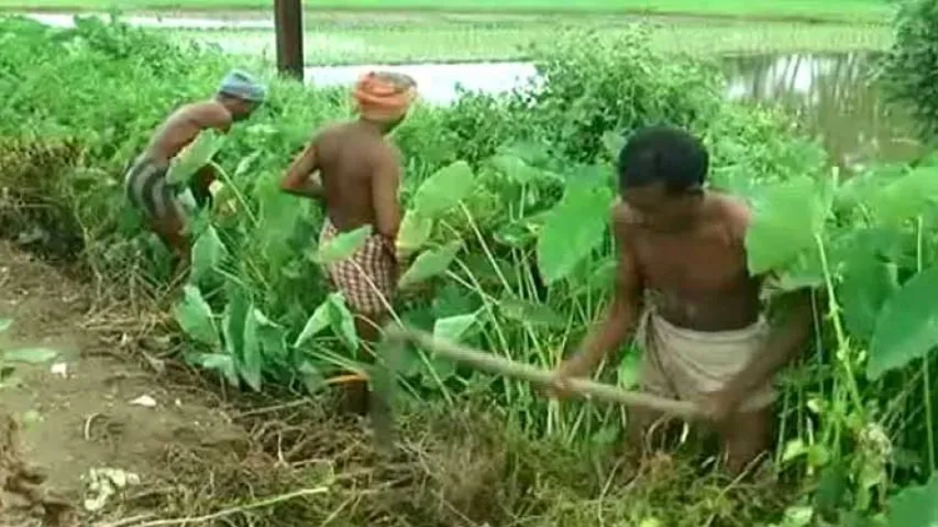 Scanty Rainfall, Poor Irrigation System Dashes Farmers' Hope In Odisha
