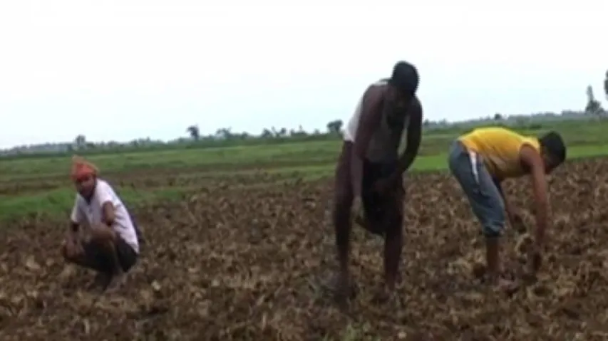 Odisha farmers staring at uncertainty over lack of seeds