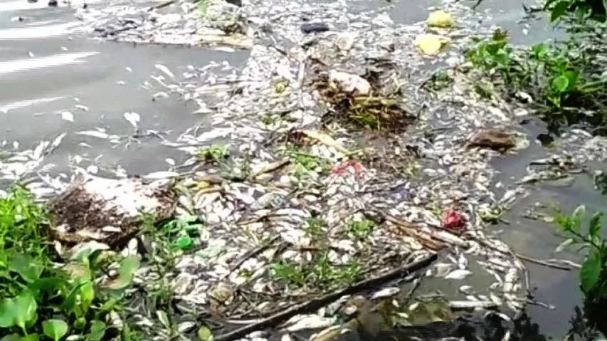 Thousands of dead fishes found floating in river in Paradip