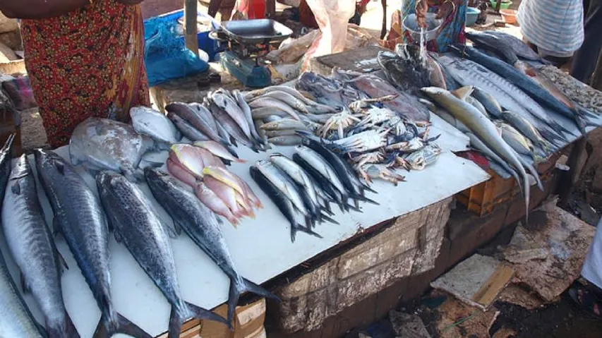 'No formalin' in fish samples collected from Rourkela