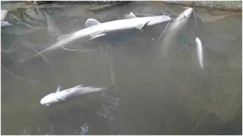 Dead fish found floating in Sono river in Balasore