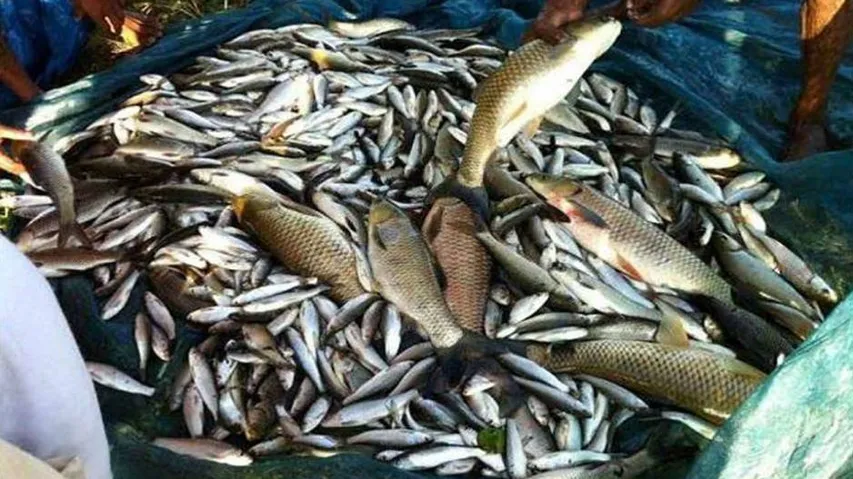 Consuming fish may reduce premature birth risk