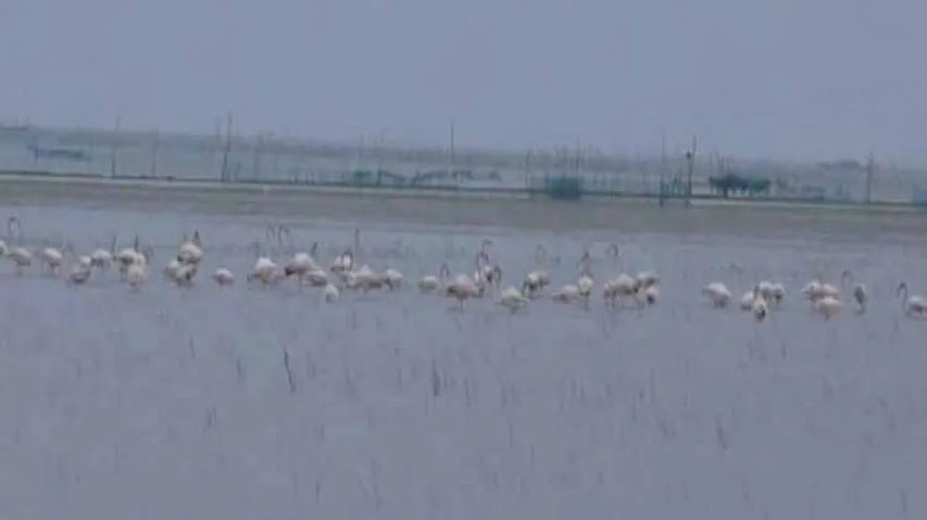 Migratory Birds Flock To Chilika As Winter Sets In