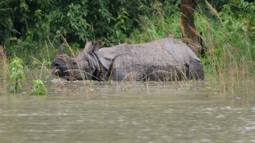 Kaziranga using drones to monitor flood-affected animals