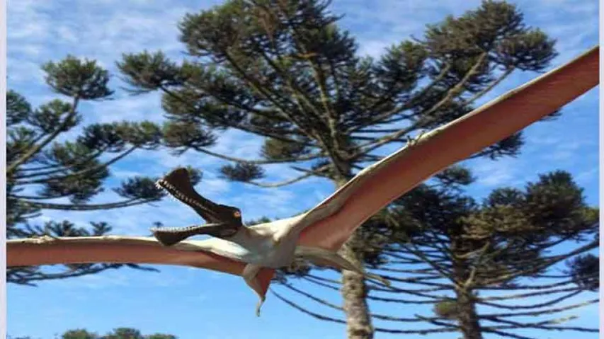 Remains Of Prehistoric Flying Reptile Found In Australia