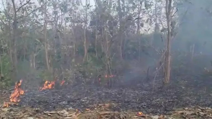 Miscreants set fire to Banigochha forest in Nayagarh