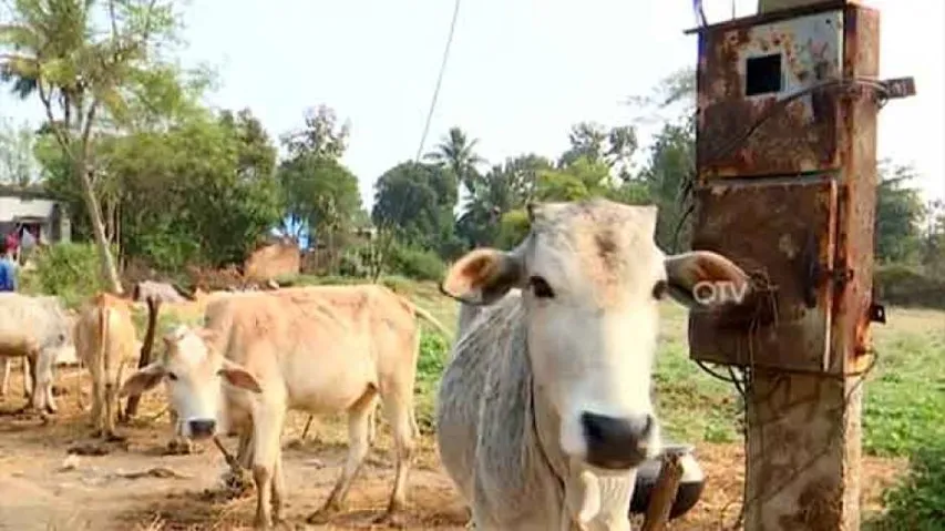 Darkness Under The Lamp- Angul Villages Reel Under Acute Electricity Woes