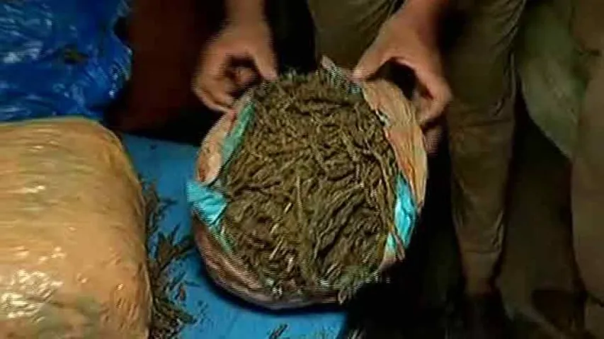 Ganja worth Rs 50 lakh seized in Bhubaneswar; one arrested