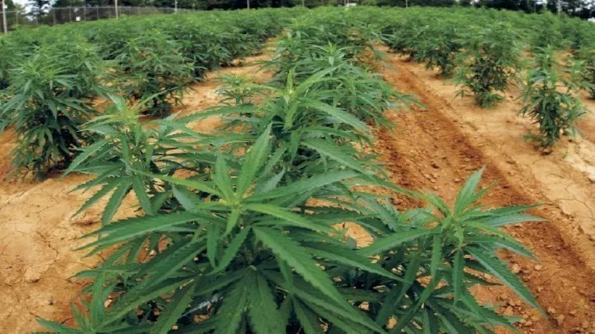 145 kg ganja seized in Malkangiri