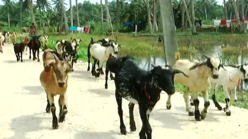 Mass goat deaths trigger panic among locals in Puri
