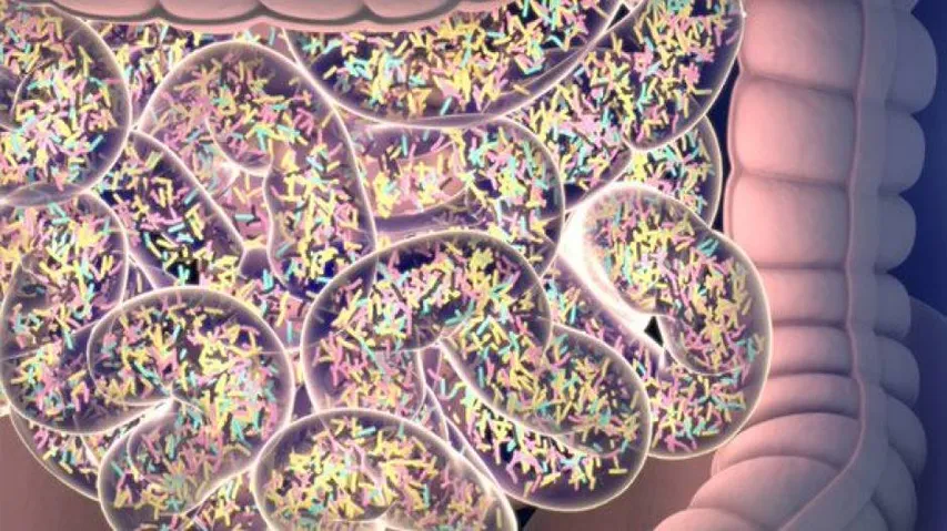 Manipulating levels of gut bacteria may cut obesity, diabetes risk