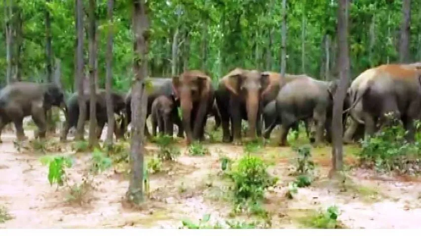 'Jumbo’ disaster:  Human toll rate of 6 a month propels Odisha to No 3 in country in 2018-19
