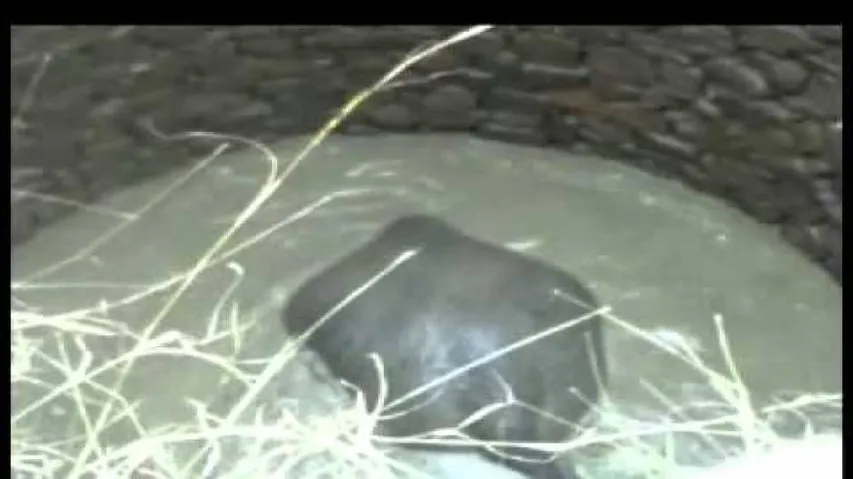 Kuchinda: Wild tusker rescued from well