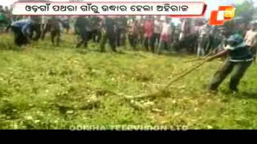 14-feet King Cobra rescued from well; released in forest