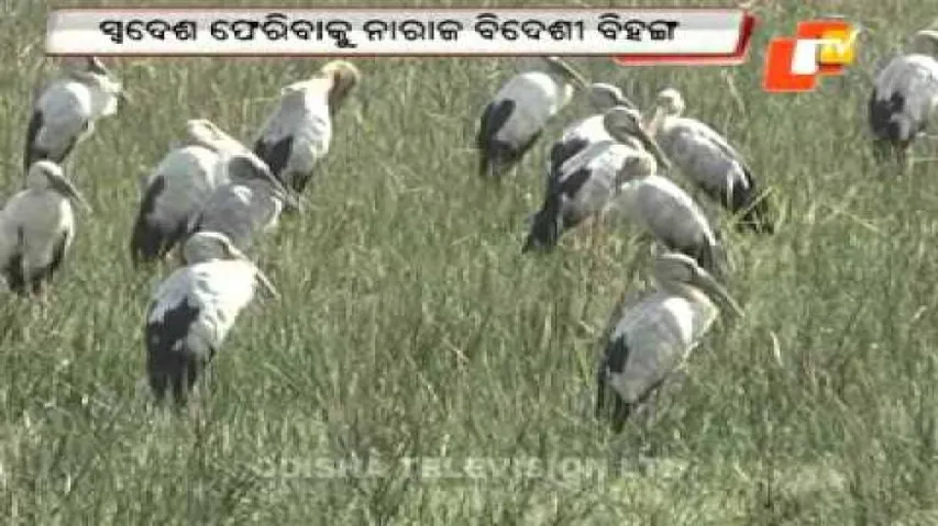 Migratory birds' affair with Chilka outlasts 'season'