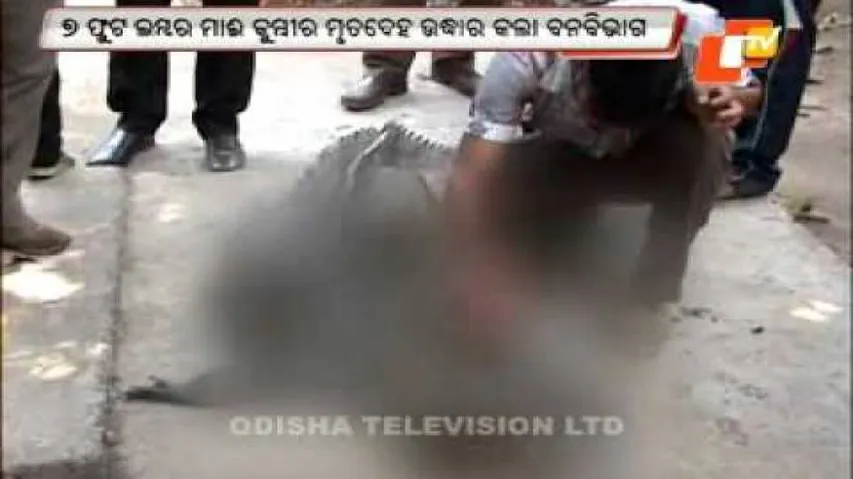 Dead crocodile recovered from Mahanadi