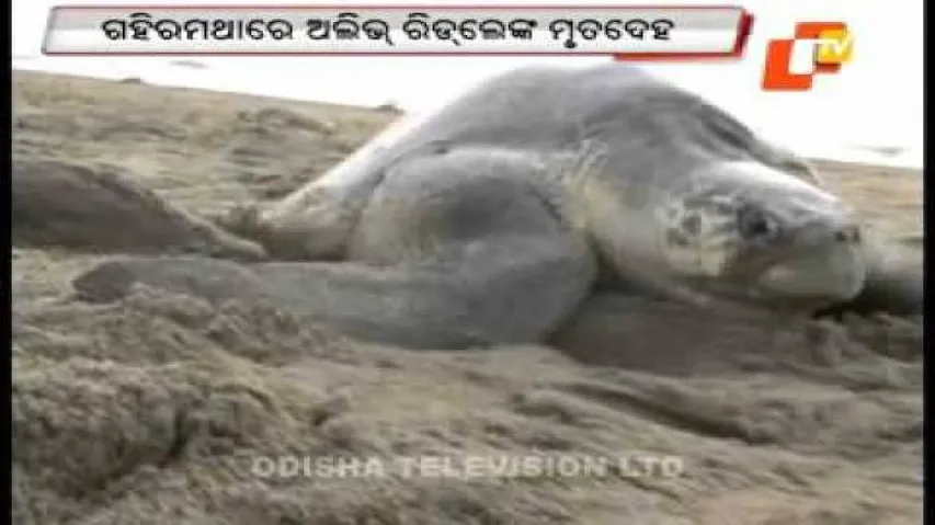 Whale deaths: Odisha to seek MoEF intervention