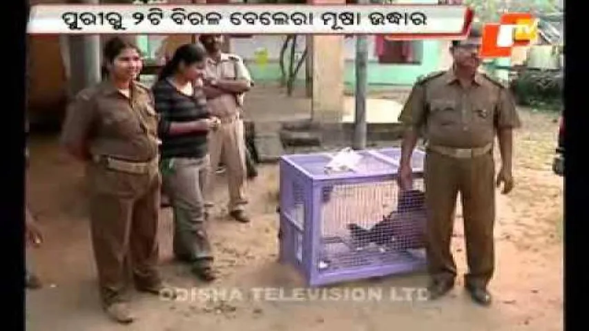 2 endangered giant squirrels rescued in Puri