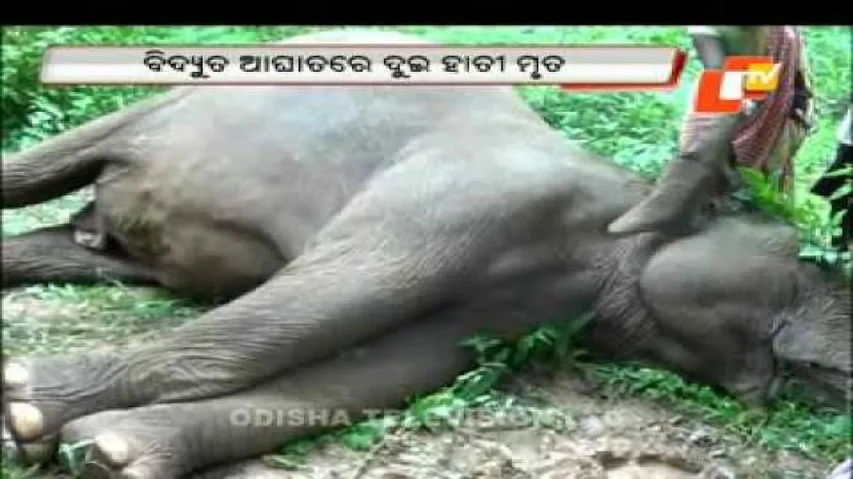 Two elephants electrocuted in Athagarh