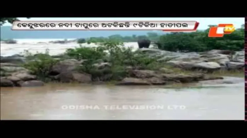 Jumbo herd stranded in river Baitarani after water level rises